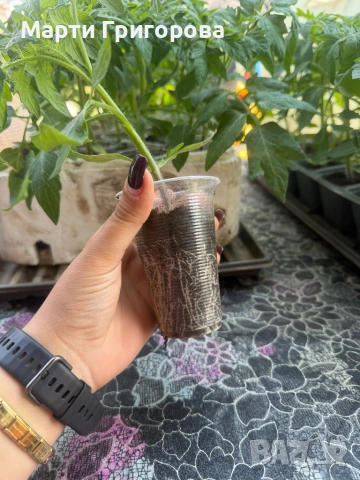 Разсад домати Нови Искър, снимка 4 - Разсади - 54352125