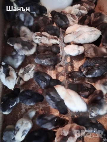 Продавам пиленца Струмски стандарт, снимка 4 - други­ - 54280248