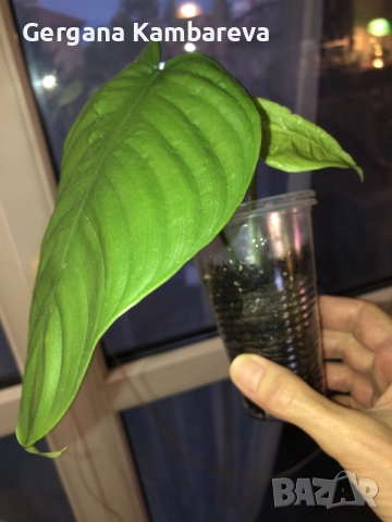 Philodendron Tenue 