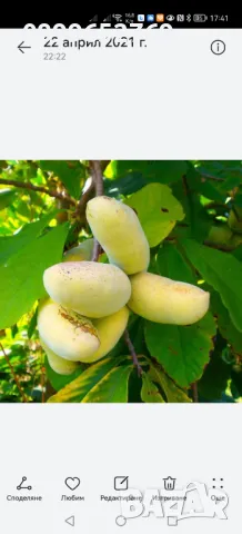 Asimina triloba - pawpaw - Цена: 30 лв. Малка 15 лева.