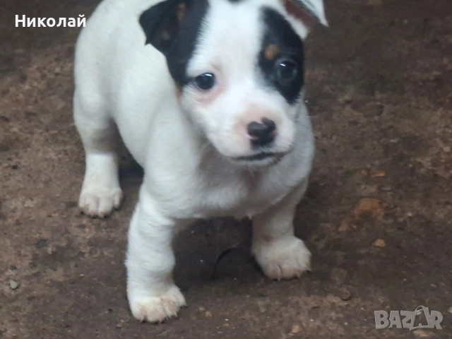 Джак Ръсел Териер , снимка 4 - Джак ръсел териер - 52572882