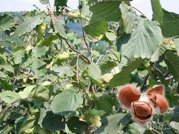 Лешник сорт - Римски и трабзонски, снимка 5 - Разсади - 42422672