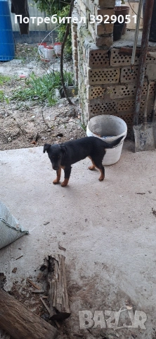 Продавам ягдтериер, снимка 7 - Ягдтериер - 53889726