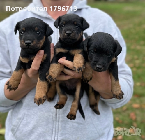 Ягдтериер кученца, снимка 3 - Ягдтериер - 52349820