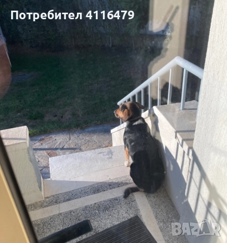 Куче в спешна нужда от нов дом, снимка 11 - Други - 52942967