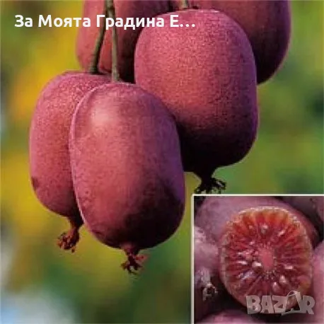 Червено Киви 🥝, снимка 2 - Градински цветя и растения - 49762001