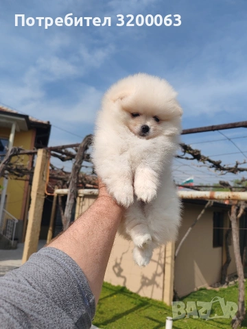 Померан мъжко и женски , снимка 4 - Померан - 53986008