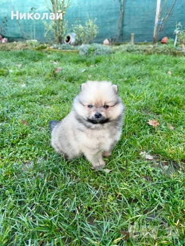 Померан мини момче. Померанче, снимка 4 - Померан - 52730100