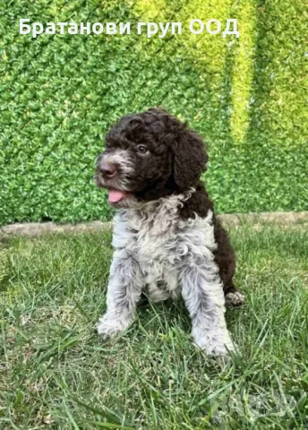 Ларгото романьоло, снимка 2 - Други - 47509754