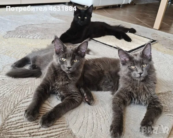 Котенца Мейн-Кун , снимка 2 - Мейн кун - 55846069