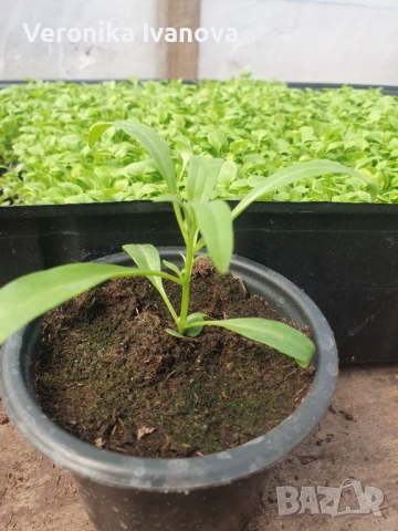 Цветя, снимка 8 - Разсади - 54076484