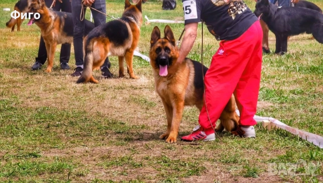 Немски Овчарки Родословни Родители , снимка 3 - Немска овчарка - 52596963