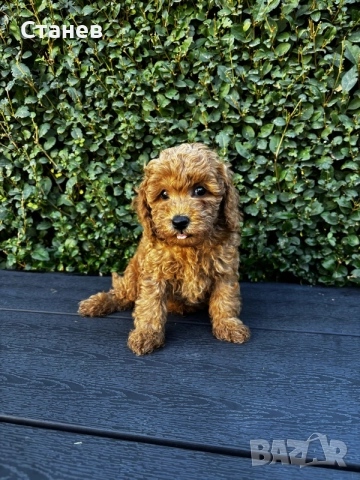 Мини пудели / Mini Poodles, снимка 3 - Пудели - 56439896