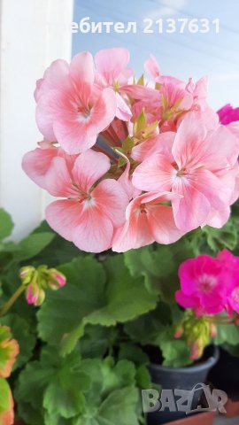 НИСКОСТЕБЛЕНО МУШКАТО , снимка 1