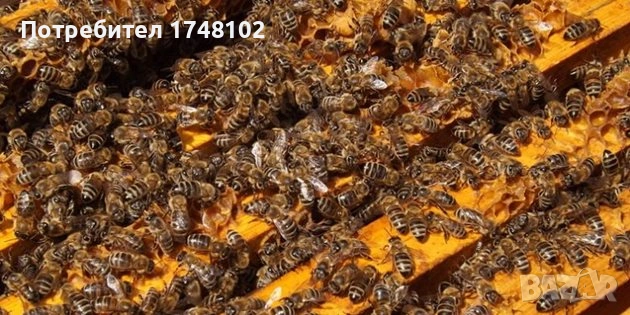 Пчелни отводки, снимка 2 - За пчели - 54355865