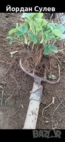 ‼️🌱Здравеите предлагам разсад Малини Със Висок Добив Много Сладки и Ароматни  Глен Ди Люлин и Полка
