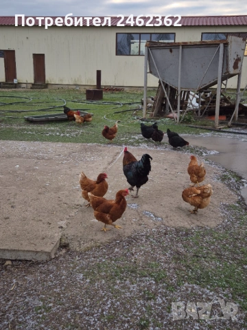 Яйца от свободни кокошки, снимка 3 - Кокошки и пуйки - 54225851
