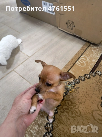 Пинчер, снимка 9 - Пинчер - 53788698