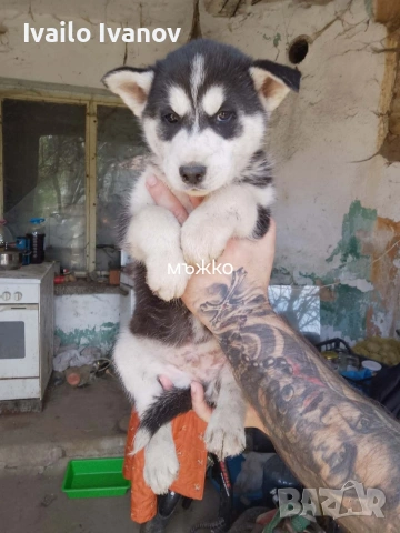 Малки кученца Сибирско хъски