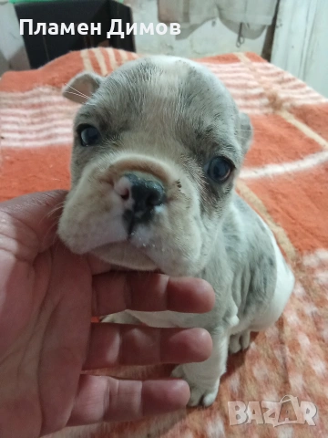 френски булдог 4 момчета и 2 момичета , снимка 16 - Френски булдог - 54026317