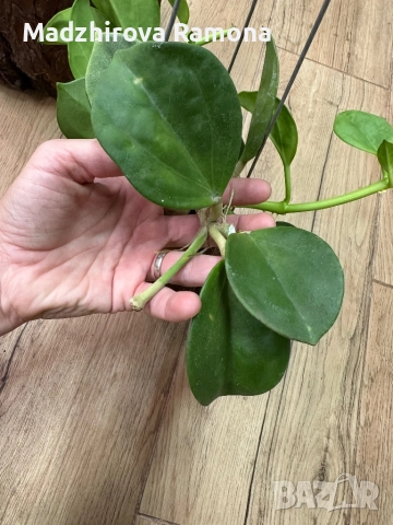 Hoya Pachyclada  red corona , снимка 1