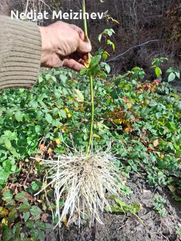 Къпини разсад, снимка 4 - Разсади - 52404608