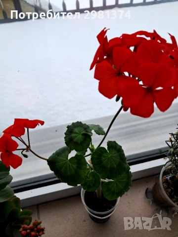 Мушкато, снимка 3 - Стайни растения - 53190766