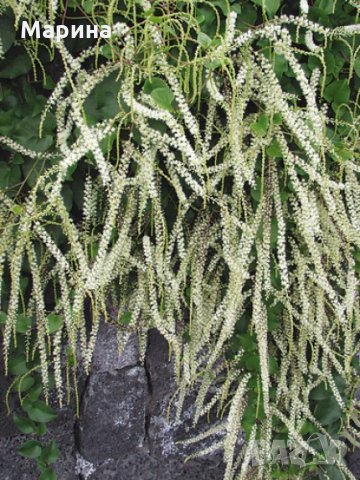 Анредера Анредера кордифолия /Anredera cordifolia/ -увивно цъфтяще цветето, снимка 1 - Стайни растения - 33861120