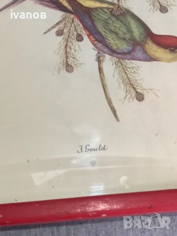 три  Цветни литографии Папагали   Печат , снимка 6 - Картини - 49608857