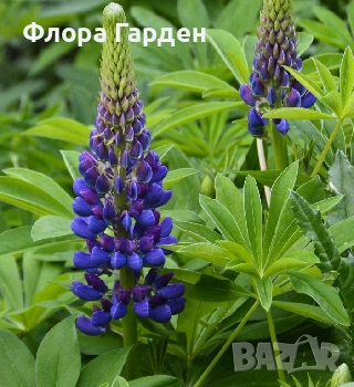 МНОГОГОДИШНИ ЦВЕТЯ - Коренища/ПРЕДВАРИТЕЛНИ поръчки, снимка 2 - Градински цветя и растения - 53138637