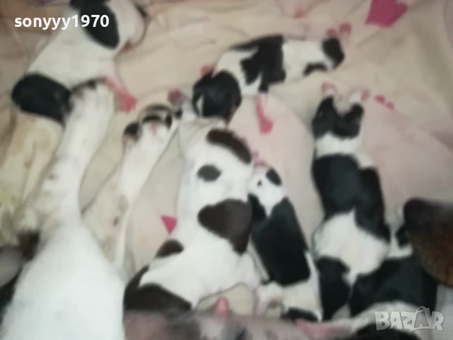 ДЖАК РЪСЕЛ БЕБЕТА-РОДЕНИ ДНЕС 11.08.25г 1108251538, снимка 11 - Джак ръсел териер - 51328877