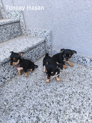 чихуахуа пинчер