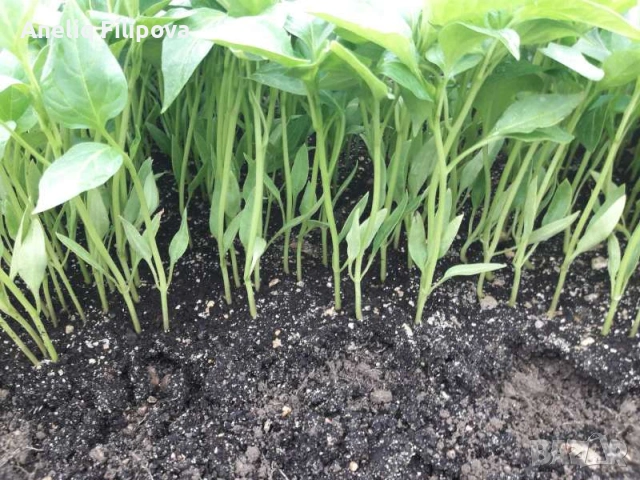 Продавам разсад за Пипер и Домати , снимка 4 - Разсади - 53193867