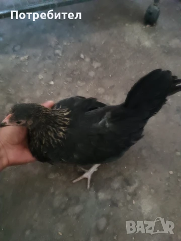 японска кокошка