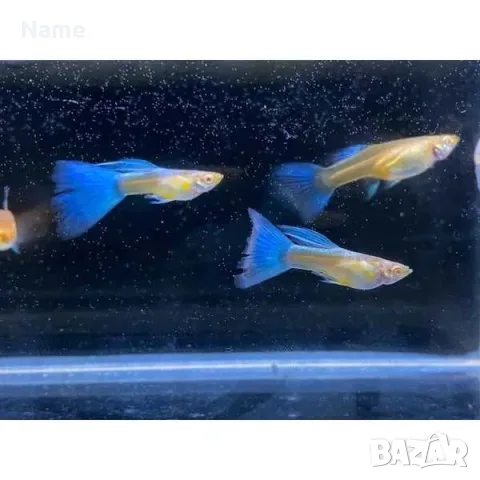 Гупи Синя Московска група и Albino Blue Topaz