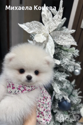 Мини Померани 