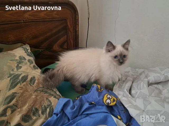 ПОРОДИСТИ  НЕВСКА ..РЕГДОЛ ..ВЕЛ ТЪРНОВО