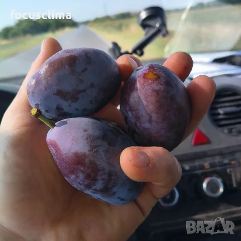 сини сливи сорт "Стенлей" БИО, снимка 6 - Домашни продукти - 55722571