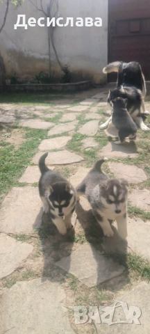  Хъски, снимка 7 - Хъски - 54180286