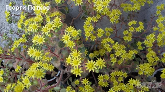 Дървото на Парите (Айхризон), около 25 - 30 см.- 10 €/бр., снимка 3 - Стайни растения - 53993353