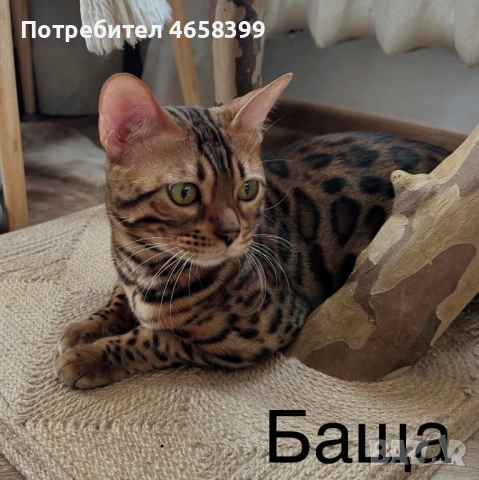 Бенгалска котка, снимка 6 - Бенгалски - 53904803