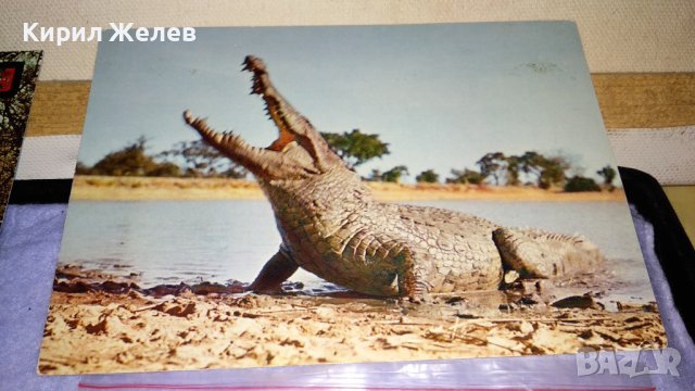 ЛОТ 4 СТАРИ ПОЩЕНСКИ КАРТИЧКИ ТЕМА ДИВА ПРИРОДА АФРИКА РЯДКА ФАУНА 6515, снимка 5 - Филателия - 38790422