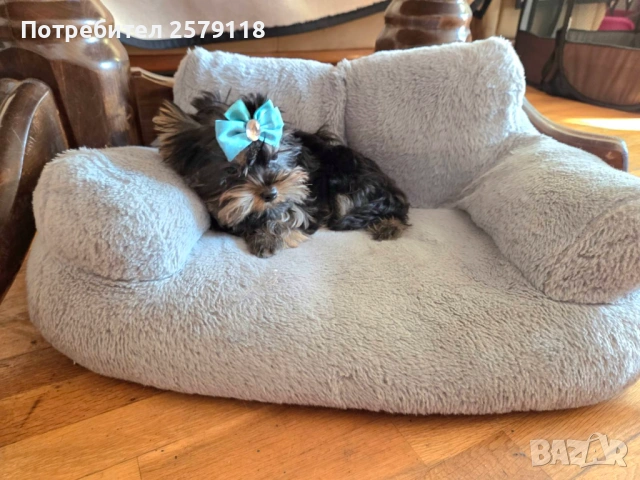 мини йоркширски териер, снимка 5 - Йоркширски териер - 54330323