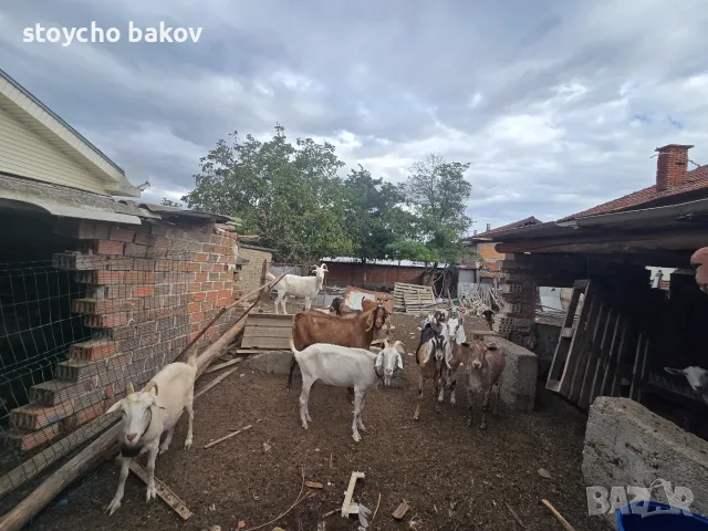 Продавам крави и кози, снимка 4 - Крави - 56183358