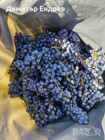 Продавам грозде Каберне и Мерло , снимка 2 - Разсади - 56417025