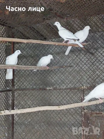 Качулати гугутки , снимка 6 - Гълъби - 47582908