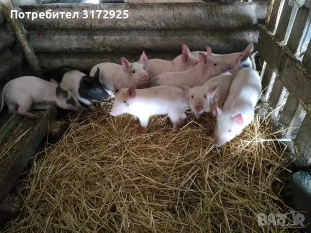 Малки прасенца на 52 дена, снимка 4 - Прасета - 56526543
