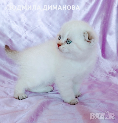 Шотландско мъжко Скоттиш Фолд , снимка 6 - Британска късокосместа - 54341227