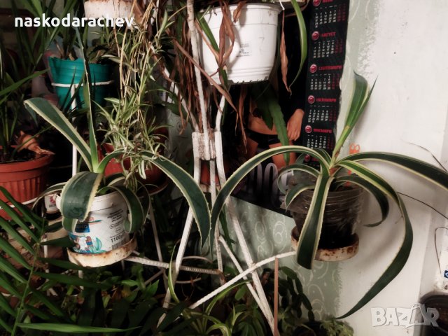Американско пъстро Агаве (Agave americana variegata) или Столетник с пъстри листа, снимка 8 - Стайни растения - 29200314