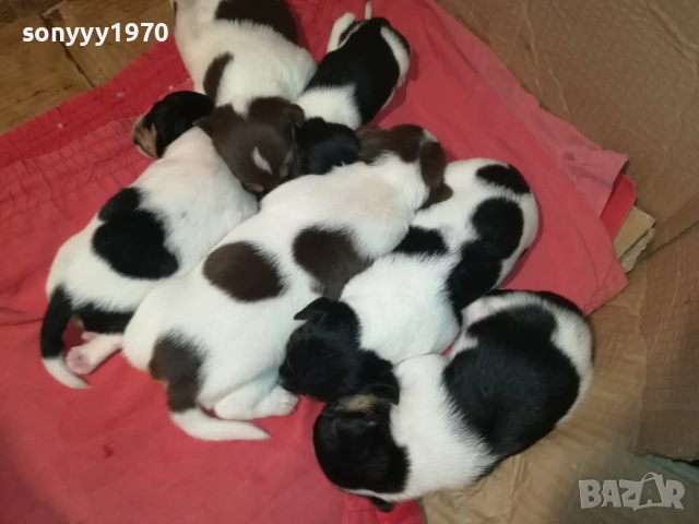 ДЖАК РЪСЕЛ-250ЛВ ЗА СЛАДКО КУТРЕ ПО ИЗБОР 2708251117, снимка 16 - Джак ръсел териер - 51505975